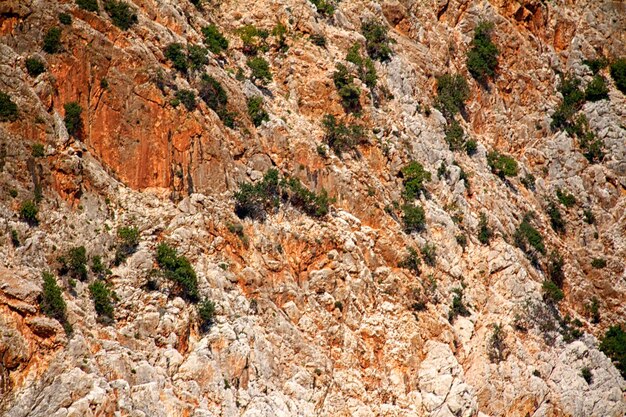 Chiaro paesaggio di montagna