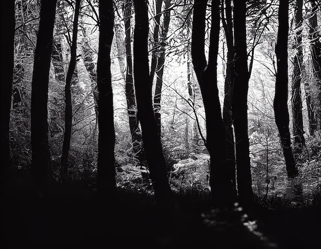 Chiaroscuro Forest di notte generativa ai