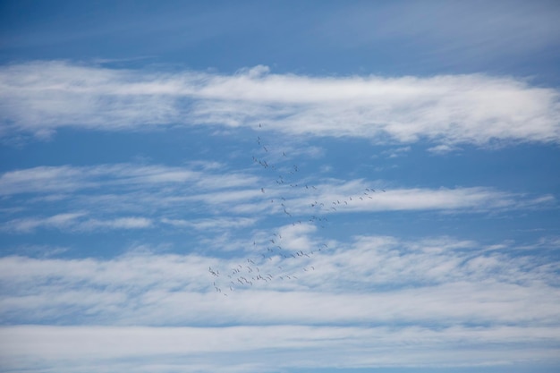 Chiavi di uccelli che volano nel cielo blu tra i cirri