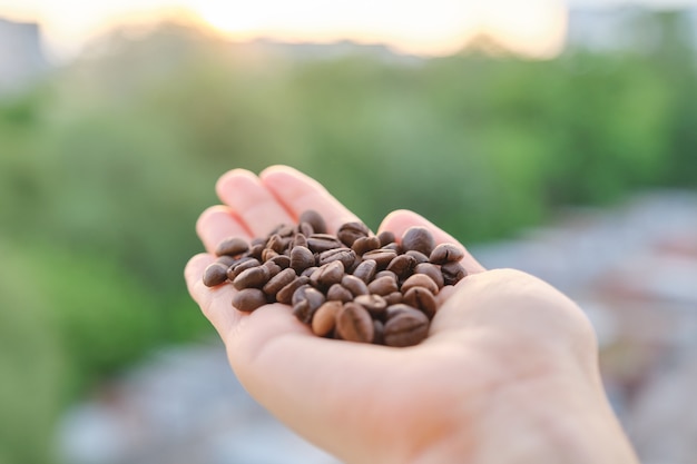 Chicchi di caffè a disposizione, uguagliando il fondo del cielo al tramonto