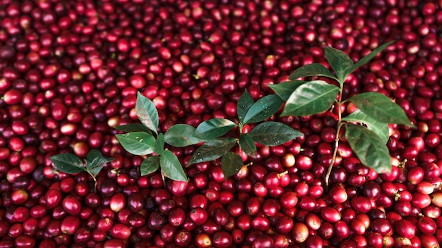 Chicchi di caffè alla ciliegia, caffè rosso nel sacco e sulla mano