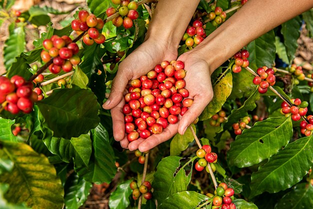 Chicchi di caffè Arabica