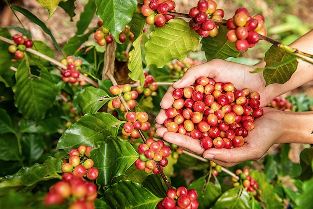 Chicchi di caffè Arabica