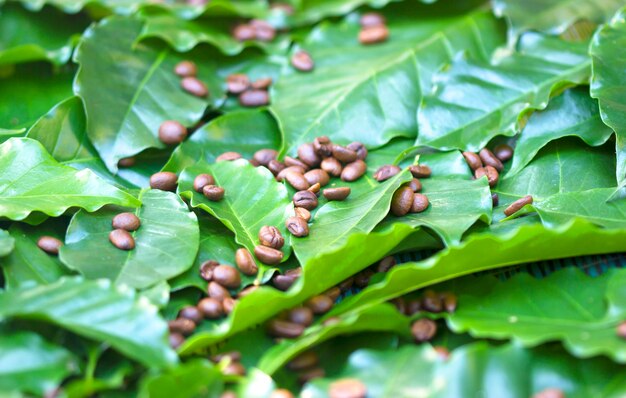 Chicchi di caffè arrostiti su un fondo verde fresco della foglia di caffè