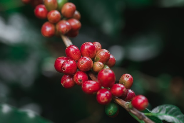 Chicchi di caffè che maturano sull'albero nel Nord della Tailandia