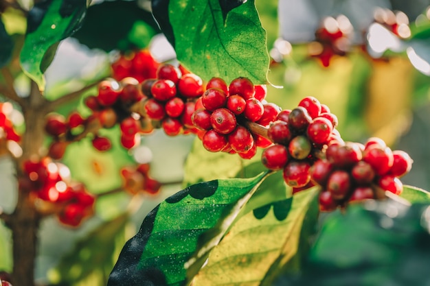 Chicchi di caffè che maturano sull'albero nel Nord della Tailandia