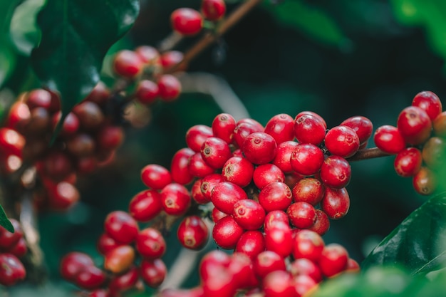 Chicchi di caffè che maturano sull'albero nel Nord della Tailandia