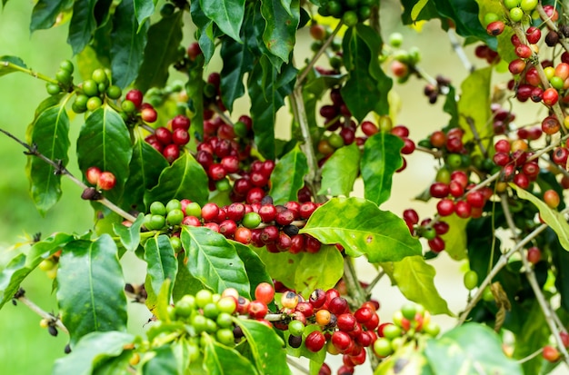 Chicchi di caffè che maturano sull&#39;albero nel Nord della Tailandia