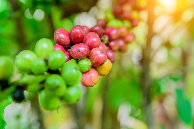 Chicchi di caffè che maturano sulla pianta del caffè