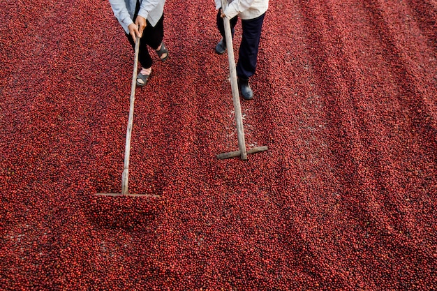 Chicchi di caffè che si asciugano al sole. Piantagioni di caffè nella fattoria del caffè