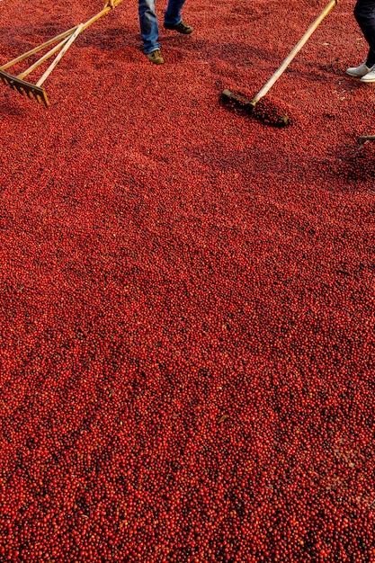 Chicchi di caffè che si asciugano al sole