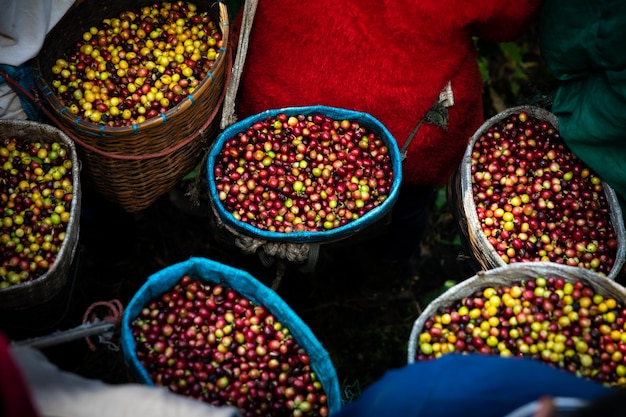 Chicchi di caffè crudo fresco dal terreno agricolo agricolo nel cesto contadino