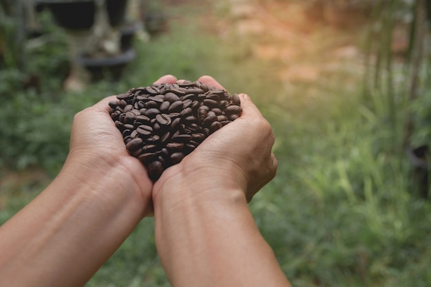 Chicchi di caffè della holding della mano della donna sulla priorità bassa della natura.