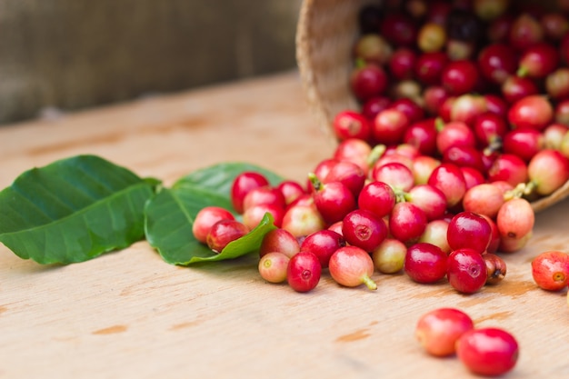 Chicchi di caffè di bacche rosse.