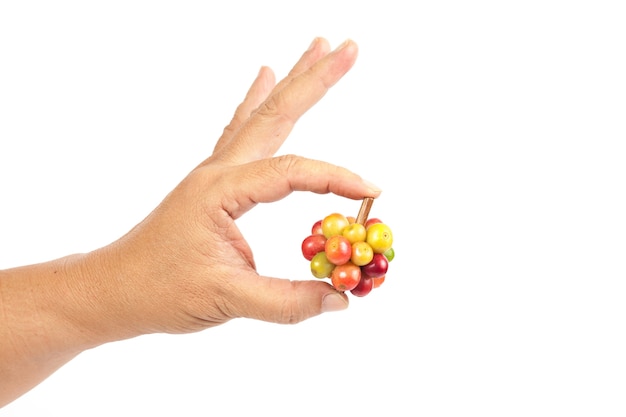 Chicchi di caffè freschi a disposizione su fondo bianco, sull&#39;alimento di concetto e sulla bevanda.