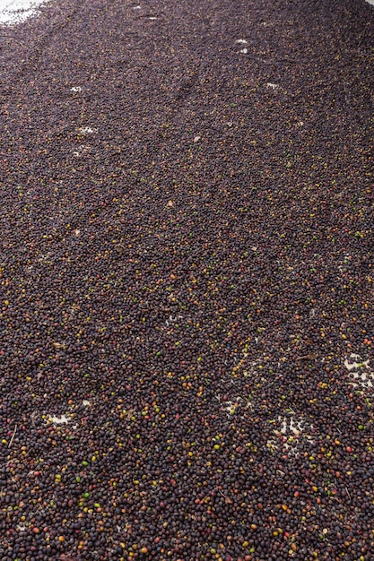 Chicchi di caffè freschi per lo sfondo