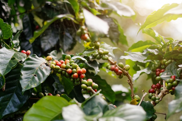 Chicchi di caffè freschi sui grappoli.