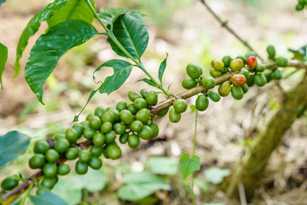 Chicchi di caffè freschi sul ramo della pianta del caffè Foglie della piantagione di vivai della pianta del caffè arabica