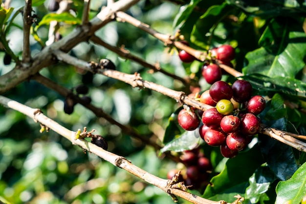 chicchi di caffè freschi