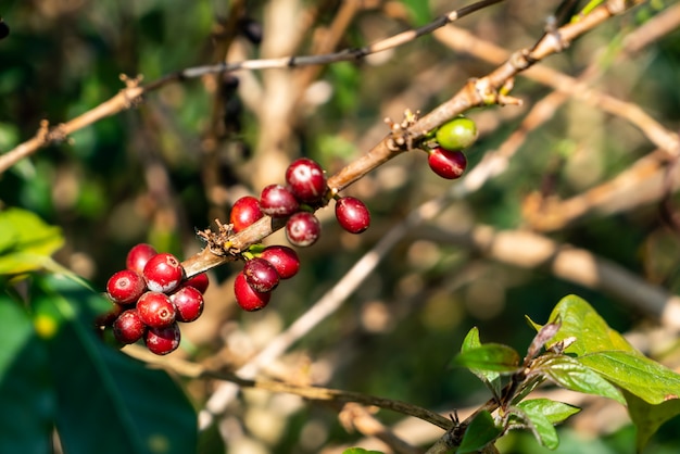 chicchi di caffè freschi