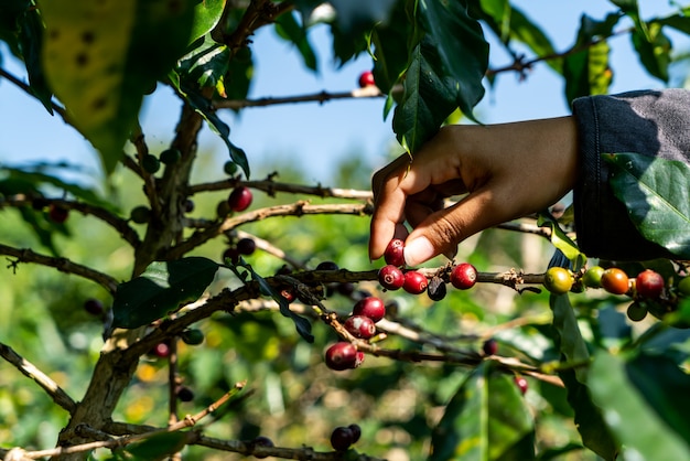 chicchi di caffè freschi