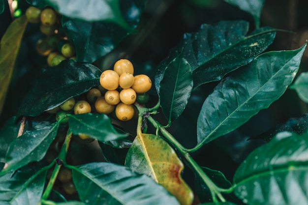Chicchi di caffè gialli del catimor che maturano sull'albero nel Nord della Tailandia