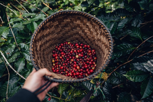 Chicchi di caffè grezzi in chicchi di caffè di basketcherry agricoli