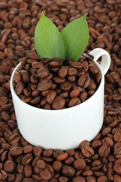 Chicchi di caffè in primo piano della tazza