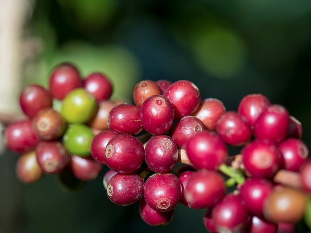 chicchi di caffè maturi in azienda