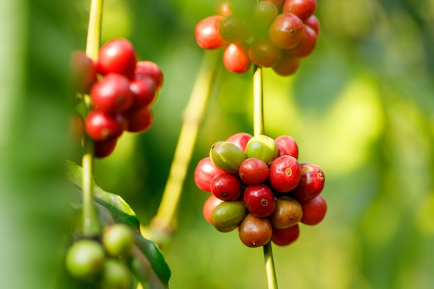 Chicchi di caffè robusta maturazione su albero nel nord della Thailandia