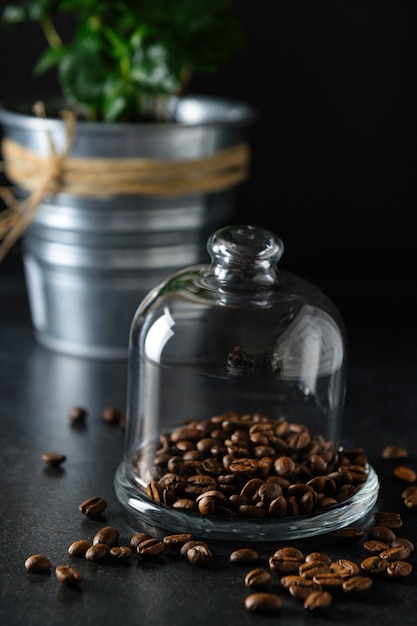 Chicchi di caffè sotto un barattolo di vetro, sullo sfondo un vaso con germogli verdi di una pianta del caffè