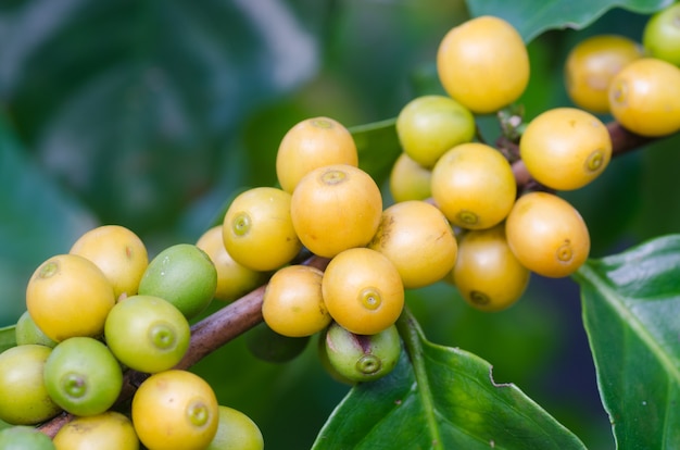 Chicchi di caffè sugli alberi