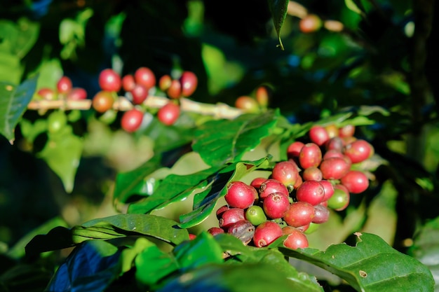 Chicchi di caffè sul ramo Caffè Arabica.