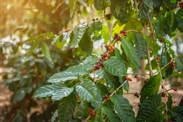 Chicchi di caffè sull&#39;albero in fattoria