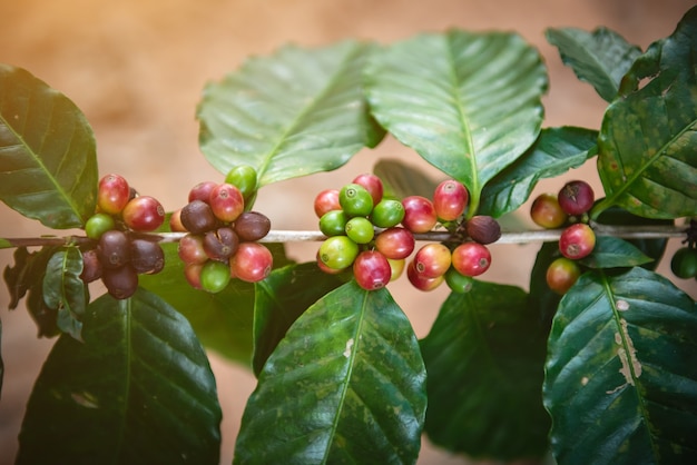 Chicchi di caffè sull&#39;albero in fattoria