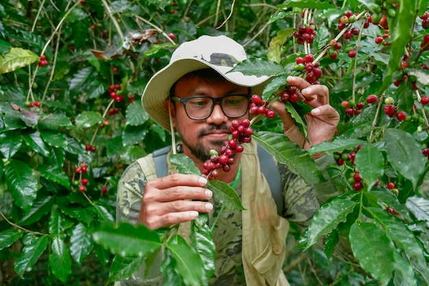 Chicchi di caffè sull&#39;albero