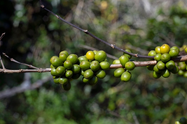 Chicchi di caffè sull'albero