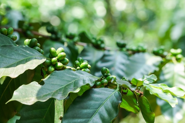 Chicchi di caffè verdi sull&#39;albero nel giardino