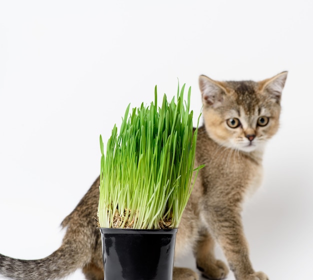 Chicchi di cereali germogliati in un vaso di plastica nera, erba verde per gatti. Cibo sano e naturale per la salute e il cincillà britannico dritto