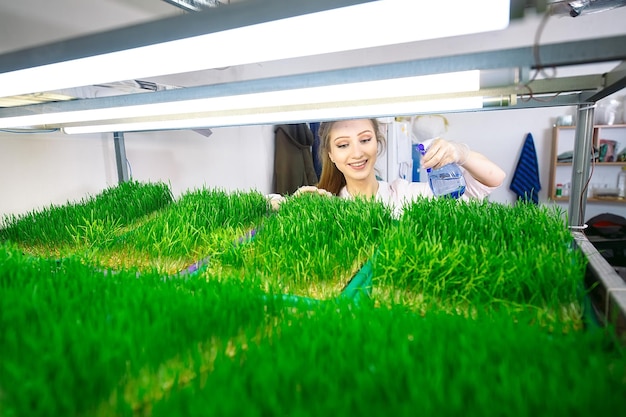 Chicchi di grano germogliati. Germinazione di microgreens a casa.