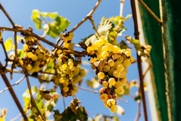 Chicchi di uva bianca matura in una giornata di sole