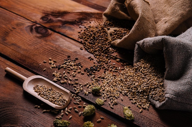 Chicchi e punte di frumento di luppoli verdi freschi sulla tavola di legno