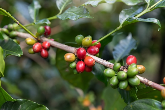 Chicco di caffè, Arabica Coffee Tree