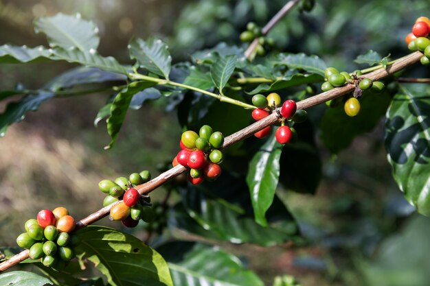 Chicco di caffè, Arabica Coffee Tree