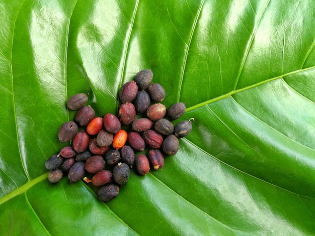 Chicco di caffè essiccato sulla grande foglia verde