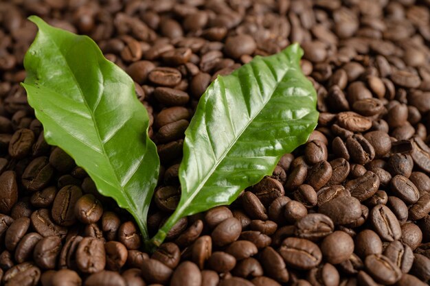 Chicco di caffè mediamente tostato con foglia al mattino fresco