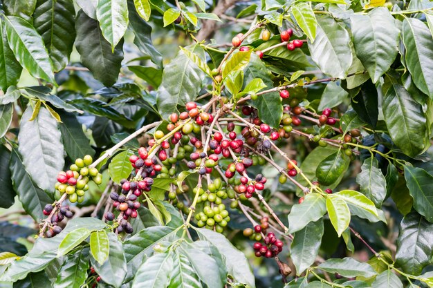 chicco di caffè pronto a raccogliere sul ramo