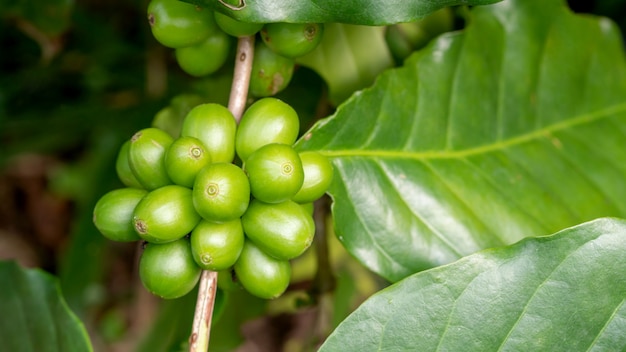 Chicco di caffè verde arabica in un giardino.