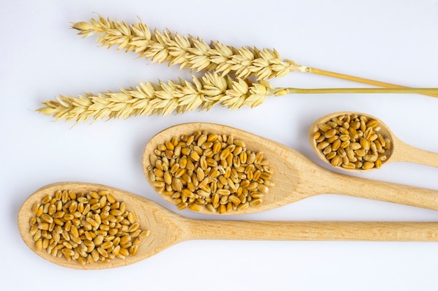 Chicco di grano in cucchiai di legno e rametti di grano. Sfondo bianco.