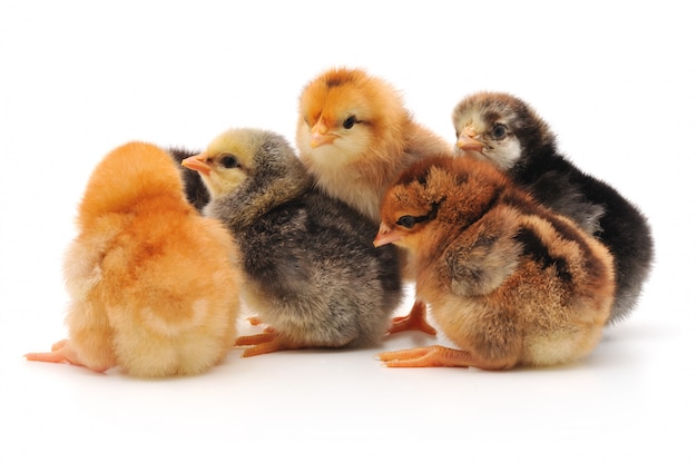 Chicks